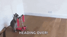 a raccoon is riding a red scooter on a wooden floor .
