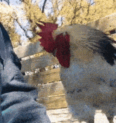 a white rooster with a red crest standing next to a person 's leg