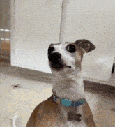 a brown and white dog wearing a blue collar and a tag with a bone on it is looking up at the camera