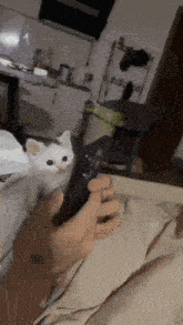 a person is holding a cell phone with a white kitten sitting on their lap