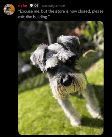 a picture of a small dog with a caption that says " excuse me but the store is now closed please exit the building "