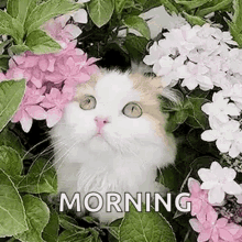 Good Morning Flowers GIF - Good Morning Flowers Kitty GIFs
