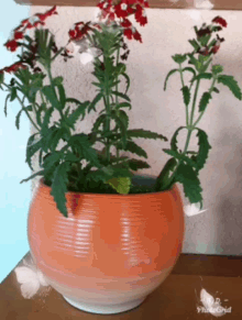 Plant Butterfly GIF - Plant Butterfly Beautiful Day GIFs
