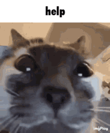 GIF