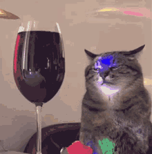 Wine Cat GIF