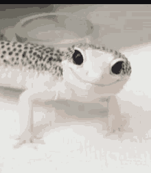 Good Gecko GIF - Good Gecko Wink GIFs