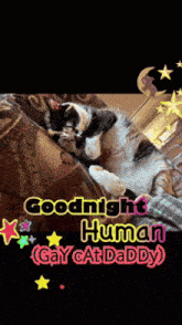 a cat laying on a couch with the words " goodnight human gay cat daddy "