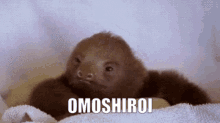 Omoshiroi Think GIF - Omoshiroi Think Sloth GIFs