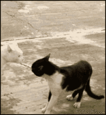 Cat Fight Step Back GIF