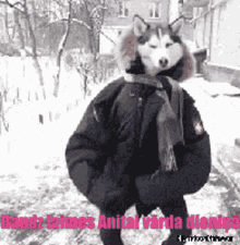 a husky dog wearing a scarf and a jacket