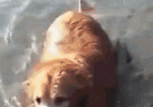 Rusty, King Of The Atlantic GIF - Dog Dogs Swimming GIFs