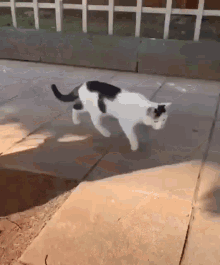 Cat Theif GIF