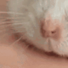 Sniff Hamster GIF - Sniff Hamster Flat GIFs