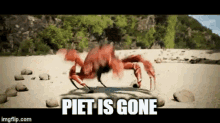 gone piet piet is gone crabs dancing