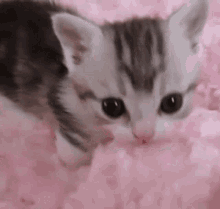 Amojiheon Gatinho GIF - Amojiheon Gatinho Kitten GIFs