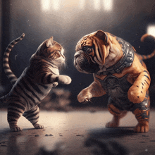 Cat War Feeit GIF - Cat War Feeit GIFs