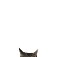 a cat with muscles on its arms and legs is wearing pink pants