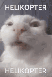 Cat Arab GIF - Cat Arab Helicopter GIFs