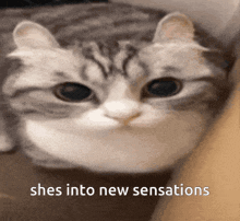 a close up of a cat with the words shes into new sensations below it