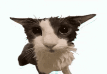 a black and white cat is standing on a white background looking at the camera .