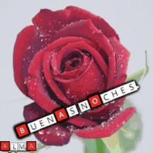 Buenas Noches Flower GIF - Buenas Noches Flower Rose GIFs