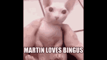 Bingus Martin GIF - Bingus Martin I Love Bingus GIFs