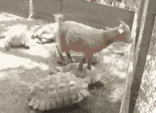 Funny Animals Goat GIF - Funny Animals Goat Tortoise GIFs