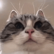a close up of a cat 's face looking at the camera with a serious look on its face .