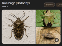 Bzdocha Bug GIF - Bzdocha Bug Green Bug GIFs