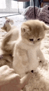 Cat Kitten GIF - Cat Kitten GIFs