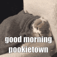 Good Morning Kitty GIF - Good Morning Kitty Pookietown GIFs