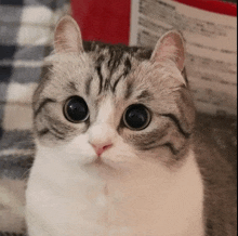 a close up of a cat 's face looking at the camera