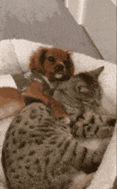 a dog and a cat are laying on a bed together