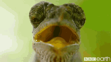 Animal Frog GIF - Animal Frog Looking GIFs