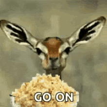 go on popcorn gazelle eat eating