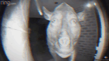 Niilorino Piggy GIF - Niilorino Piggy Piglet GIFs
