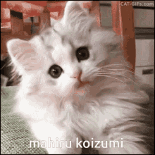 Mahiru Koizumi Cat GIF - Mahiru Koizumi Cat Danganronpa GIFs
