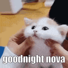 Goodnight Nova GIF - Goodnight Nova Cat GIFs