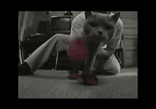Kitten Mittens  GIF - Cat 1size Fits All GIFs