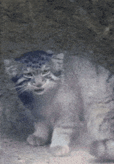 a close up of a cat with a leopard print