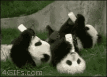 Biberon GIF - Panda Bottle Feed Milk GIFs