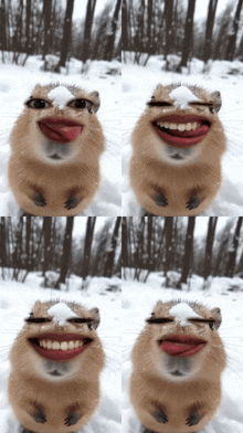 four pictures of a hamster making funny faces with snow on its face