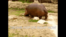 a hippopotamus standing in the dirt with the words obomb hop on right now