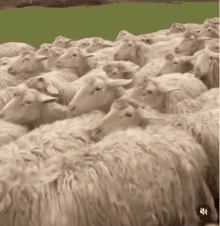 Sheepdog Blending GIF - Sheepdog Sheep Dog GIFs