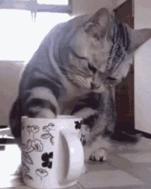 cica cat %C3%A9hes hungry coffee