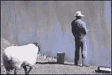 Toma Sheep GIF - Toma Sheep Push GIFs