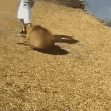 mitskidiamandis capybara run away jump