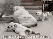 Stay Cool Hot Weather GIF - Stay Cool Hot Weather Chill GIFs