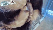a baby anteater is being held by its mother in a video
