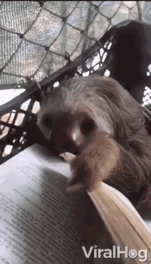 Reading Sloth GIF - Reading Sloth Lazy GIFs